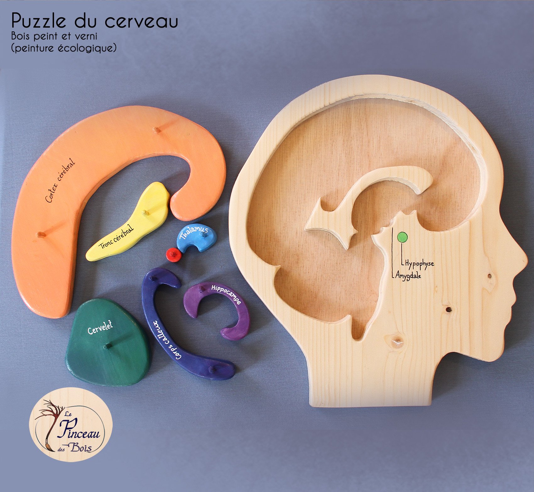 puzzle-cerveau_emdr-le-pinceau-des-bois