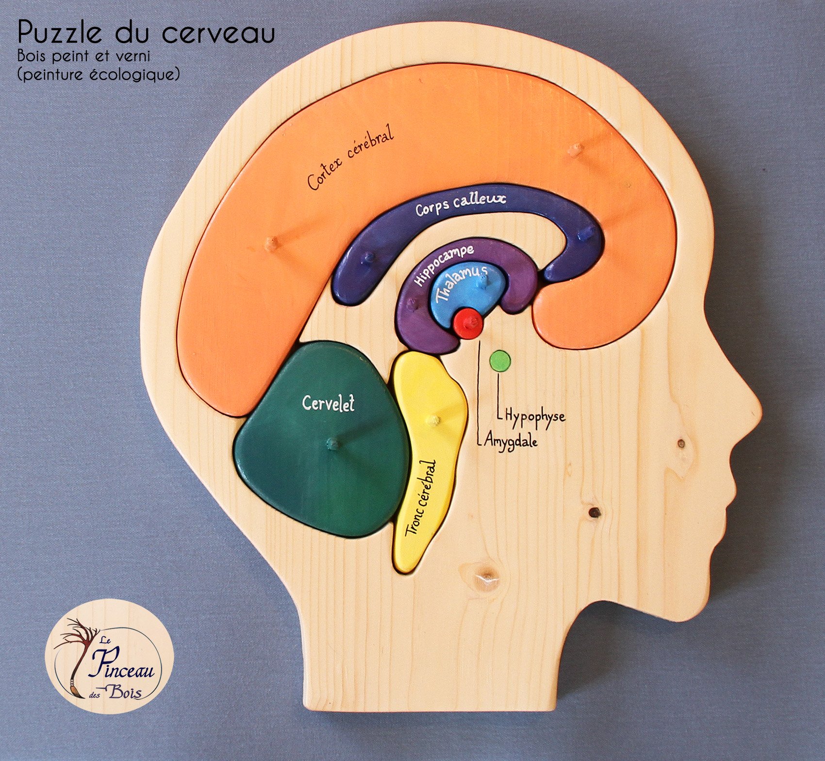 puzzle-cerveau_emdr-le-pinceau-des-bois